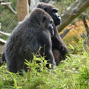 Female gorillas, October 2016