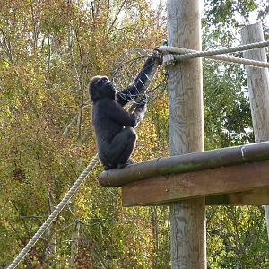Male gorilla, October 2016