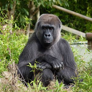 Female gorilla, October 2016