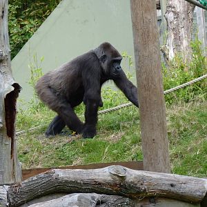 Female gorilla, October 2016