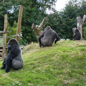 Gorilla group, October 2016