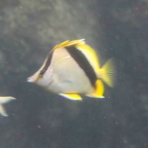 Bank butterflyfish - Prognathodes aya
