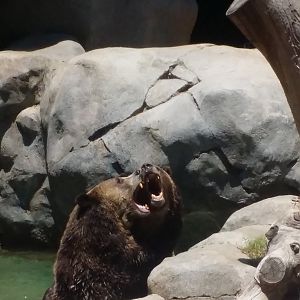 Grizzly Bears playing at San Diego Zoo