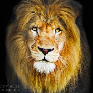 2014 - Plains - Nyack