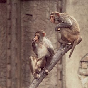 Rhesus macaques on the Monkey Temple 1972