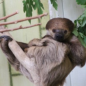 Linne's Two-toed Sloth