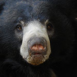 Sloth Bear