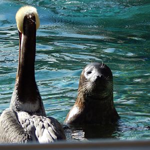 Harbour Seal & Brown Pelican