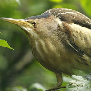 Little Bittern