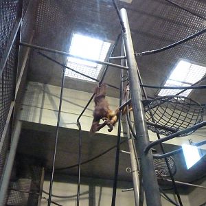 Orangutan House interior, October 2016