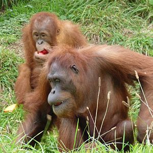 Male Sumatran orangutans, October 2016