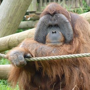 Male Sumatran Orangutan, October 2016