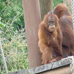 Sumatran Orangutans, October 2016