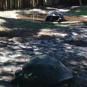 Galapagos Giant Tortoises