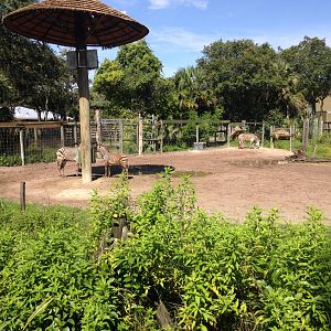 Giraffe and Zebra Exhibit