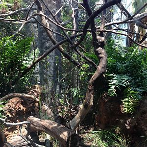 Ring-tailed Lemur Exhibit