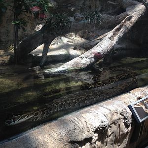 Burmese Python Exhibit