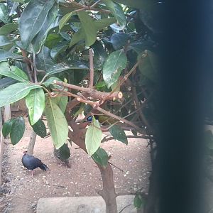 Guess the species in the canopy? :)