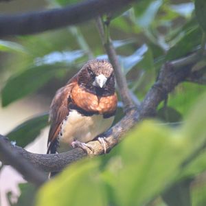 Chestnut-breasted Munia at Voliere Zurich (Mythenquai), 13/09/16