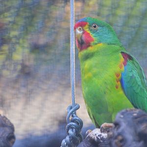 Swift Parrot at Voliere Zurich (Mythenquai), 13/09/16
