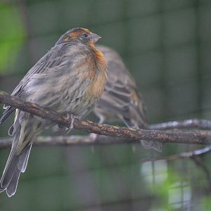 Mexican House Finch at Voliere Zurich (Mythenquai), 13/09/16