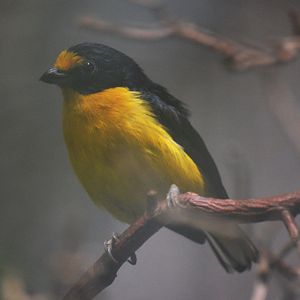 Violaceous Euphonia at Voliere Zurich (Mythenquai), 13/09/16
