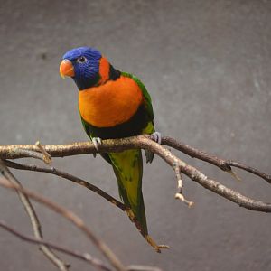 Red-collared Lorikeet at Voliere Zurich (Mythenquai), 13/09/16