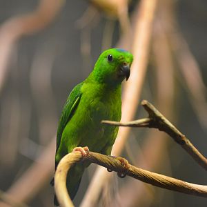Blue-crowned Hanging Parrot at Voliere Zurich (Mythenquai), 13/09/16