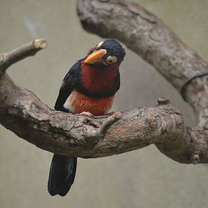Bearded Barbet at Voliere Zurich (Mythenquai), 13/09/16