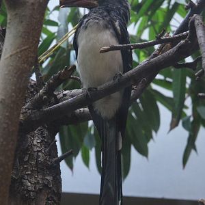 Crowned Hornbill at Voliere Zurich (Mythenquai), 13/09/16