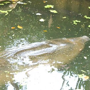 Manatee