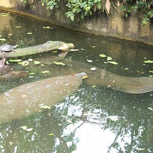Manatees and Turtle