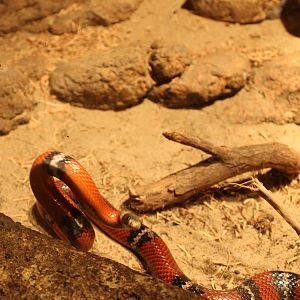 Sinaloan Milksnake