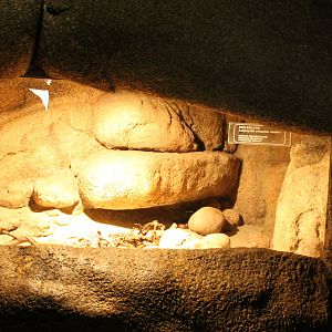 Enclosure Sinaloan Milksnake