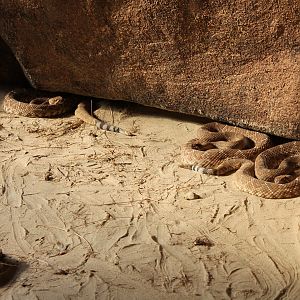 Crotalus Ruber