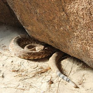Crotalus Ruber