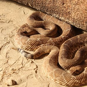IMG_1073 Crotalus Ruber