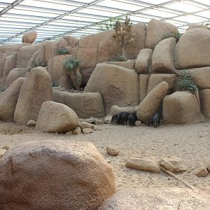 Enclosure Collared Peccary
