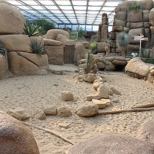 Enclosure Collared Peccary