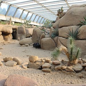 Enclosure Collared Peccary