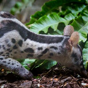 Owston's banded palm civet : Shaldon : 21 Oct 2016