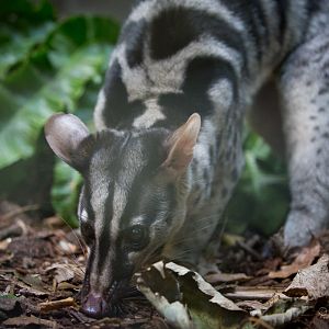 Owston's banded palm civet : Shaldon : 21 Oct 2016