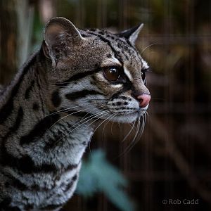 Margay : Shaldon : 21 Oct 2016