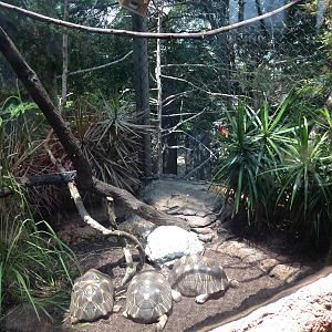 Ring-tailed Lemur Exhibit