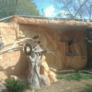 3 keas in a group, the 4th kea solitary and nervous, in the same enclosure