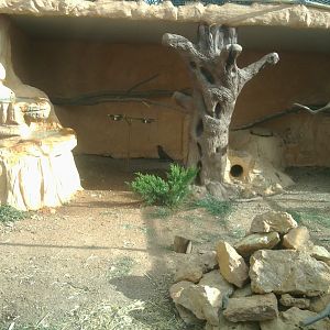 The 4th kea, that was more solitary and sepparating from the rest 3 keas, in the same enclosure