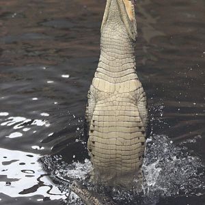 Nile Crocodile feeding @ Crocs of the World; 23.09.2016