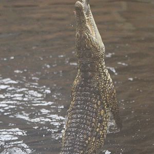 Nile Crocodile feeding @ Crocs of the World; 23.09.2016