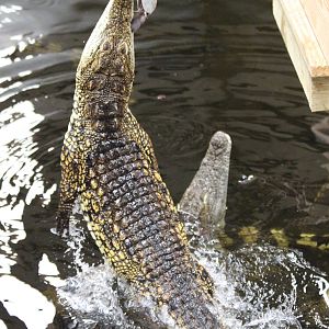 Nile Crocodile feeding @ Crocs of the World; 23.09.2016