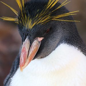 Macaroni Penguin @ Living Coasts; 22.09.2016